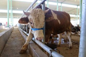 Sığır Sağlık Pazarı Boyut, Pay, Türler, Ürünler, Uygulamalar ve Tahmin 2029