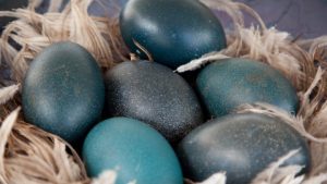 Tavuk yumurtaları kadar faydalıdır. Tavuk yumurtası olarak kullanılabilir. Emu yumurtaları 450-1800 gram ağırlığa kadar çıkabilir. Çin’de kaydedilen en büyük emu yumurtası 18.67 cm çapında ve 2.350 gram ağırlığındaydı. Bir emu yumurtasının kabuğu yeşilimsi-siyah, kalın ve pürüzsüz olmasına rağmen kırılması çok kolaydır.