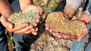 Tarım Bakanlığı, kuraklığa dayanıklı buğday ve arpa çeşitleri geliştirdi.