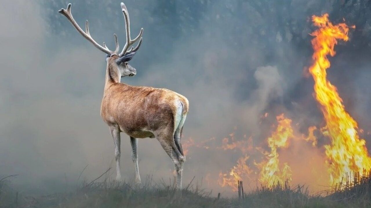 Orman Yangınları Tarım Ve Hayvancılığı da Yaktı..