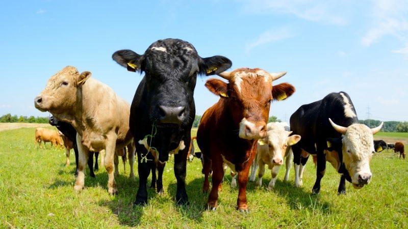 Daha az metan salgılayan ineklerin bağırsakları farklı çalışıyor!