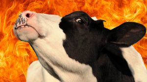 Daha az metan salgılayan ineklerin bağırsakları farklı çalışıyor!
