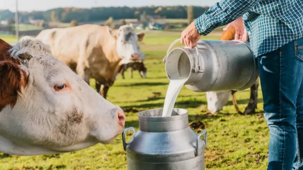 "Süt üretiminin düşmesinin nedeni ineklerin kesilmesi ve maliyetler"